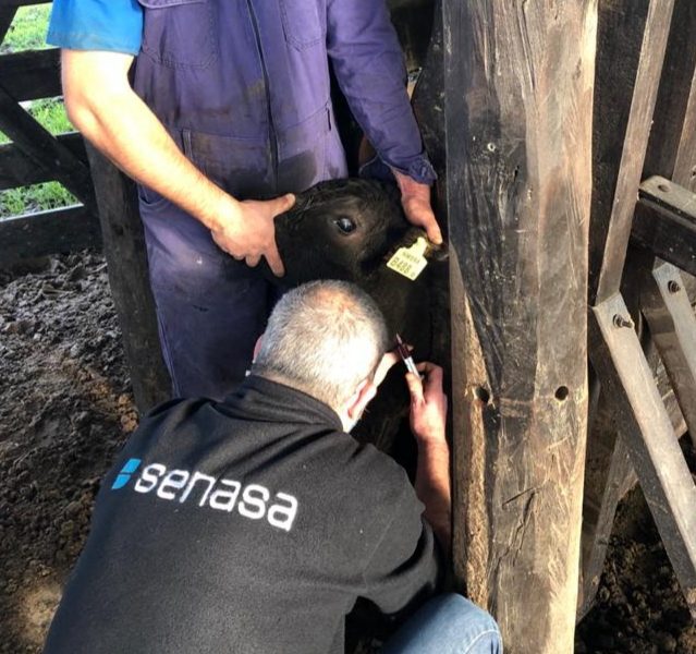 Muestreos serológicos en terneros centinelas Muestreos serológicos en terneros centinelas