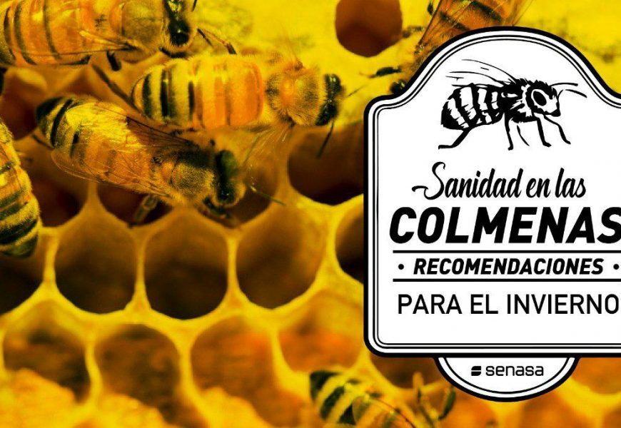 Colmenas: Importante controlar reservas alimenticias y estado sanitario del apiario Colmenas: Importante controlar reservas alimenticias y estado sanitario del apiario