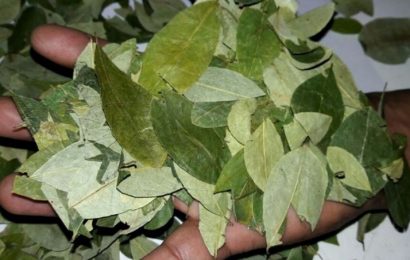 La pandemia disparó el precio de la hoja de coca