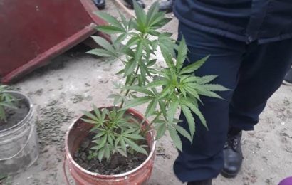En 2019, el 88.8% de los delitos contra la Ley de Drogas fue por tenencia para uso personal