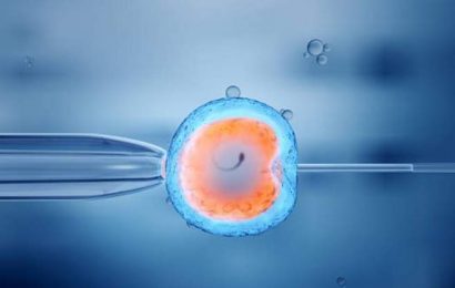 La primera clonación de cebras en laboratorio permite pensar en «rescatar» subespecies extintas
