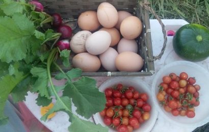 Huertas de vereda, muros vivos y recolección de frutas: experiencias agroecológicas en ciudades