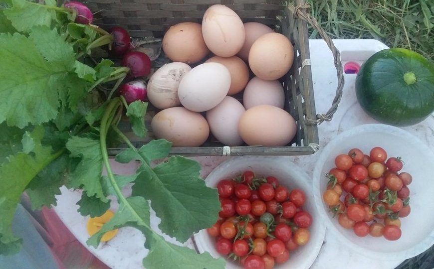 Huertas de vereda, muros vivos y recolección de frutas: experiencias agroecológicas en ciudades Huertas de vereda, muros vivos y recolección de frutas: experiencias agroecológicas en ciudades