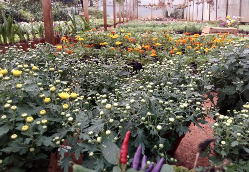 Modificaciones para la emisión del Documento de Tránsito Vegetal electrónico Modificaciones para la emisión del Documento de Tránsito Vegetal electrónico