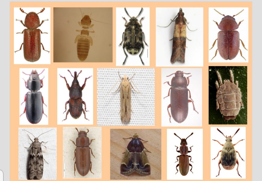 Hubo curso sobre Insectos y Ácaros en granos y subproductos almacenados Hubo curso sobre Insectos y Ácaros en granos y subproductos almacenados