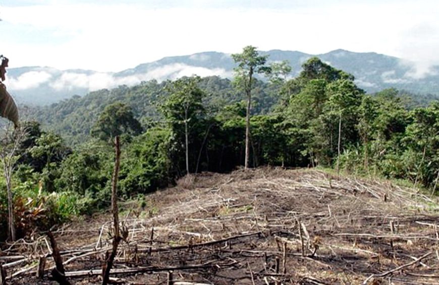 Greenpeace denuncia que durante la cuarentena se deforestaron casi 50.000 hectáreas Greenpeace denuncia que durante la cuarentena se deforestaron casi 50.000 hectáreas