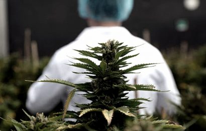 El gobierno bonaerense presentó el proyecto de ley que autoriza el autocultivo de Cannabis