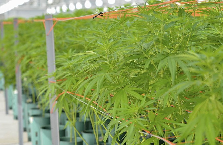 Comenzó en Jujuy la producción de aceite de cannabis Comenzó en Jujuy la producción de aceite de cannabis