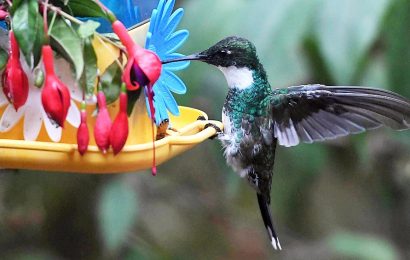 Arranca una campaña mundial para hacer un «conteo» de aves de jardín, balcones y plazas