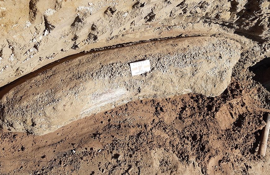 La bajante y sequía en el río Salado permitió hallar restos fósiles de más de 10.000 años La bajante y sequía en el río Salado permitió hallar restos fósiles de más de 10.000 años