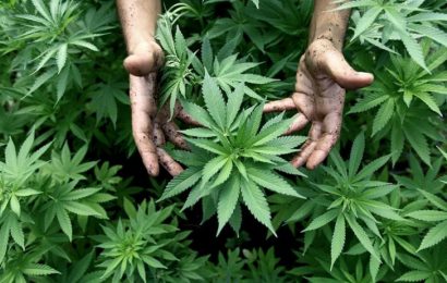 México aprobó el uso recreativo del cannabis