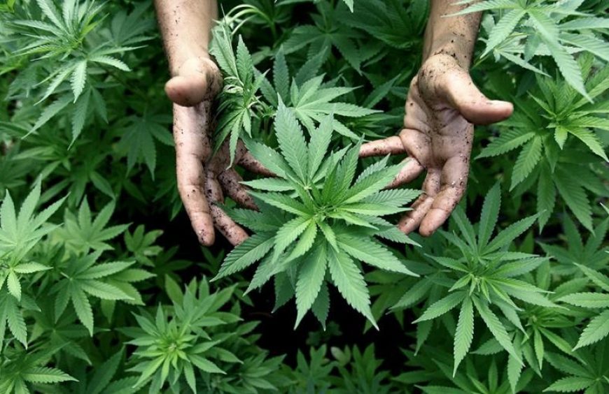 México aprobó el uso recreativo del cannabis México aprobó el uso recreativo del cannabis