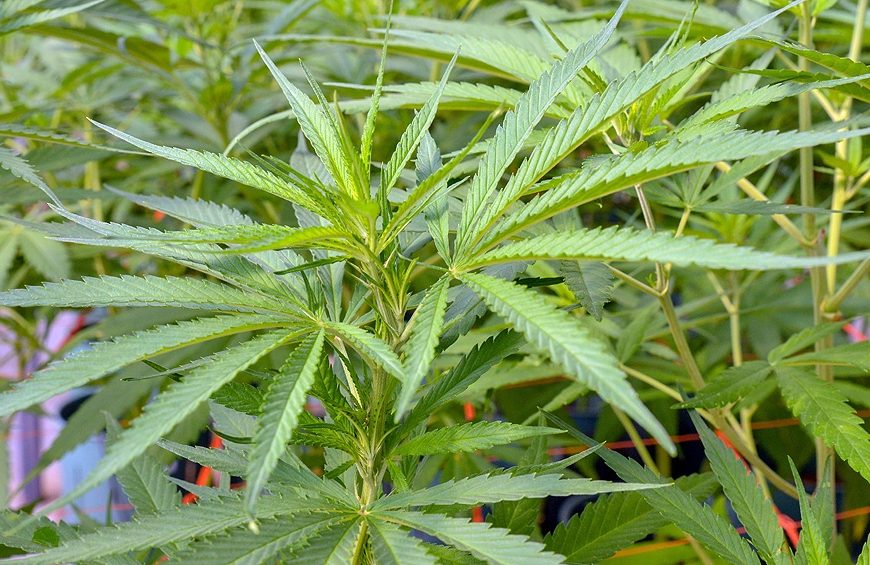 Avanza la iniciativa sobre regulación del uso medicinal de cannabis Avanza la iniciativa sobre regulación del uso medicinal de cannabis