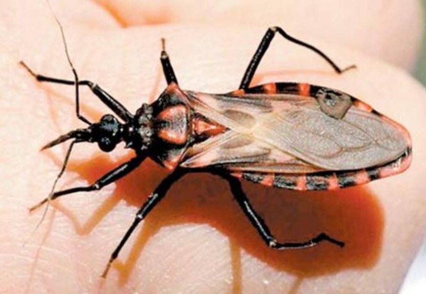 Día Mundial de la Enfermedad de Chagas Día Mundial de la Enfermedad de Chagas