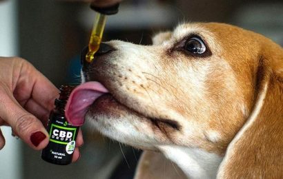Crece el uso medicinal del cannabis en mascotas y piden su reglamentación