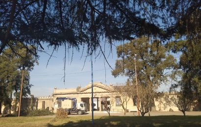 Causó indignación la tala de pinos en el Cementerio