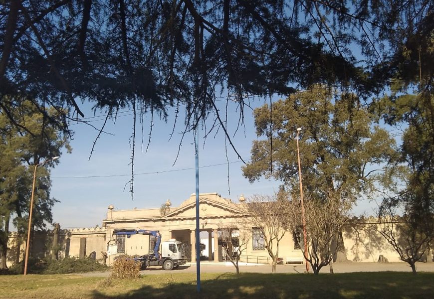 Causó indignación la tala de pinos en el Cementerio Causó indignación la tala de pinos en el Cementerio