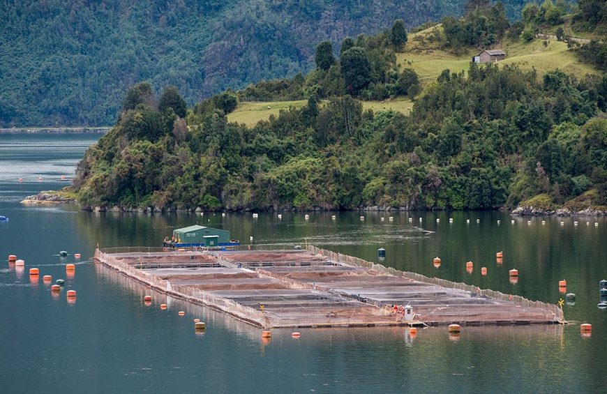 Tierra del Fuego aprobó una legislación pionera en el mundo al prohibir la cría de salmones Tierra del Fuego aprobó una legislación pionera en el mundo al prohibir la cría de salmones