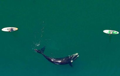Ballenas en Puerto Madryn: la historia detrás de las imágenes que recorren el mundo