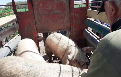 El Senasa controló un foco de triquinosis en Chacabuco