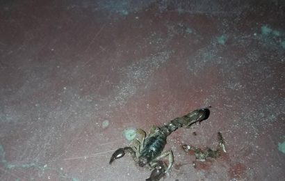 Preocupación en La Loma por presencia de alacranes
