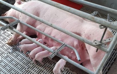 Nacieron los primeros lechones del país por transferencia embrionaria