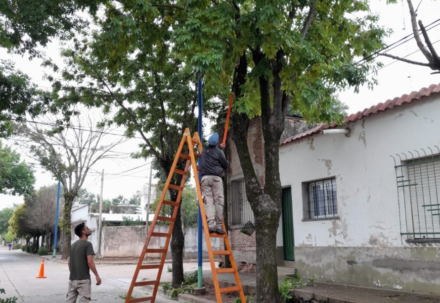 Continúan las podas en enero Continúan las podas en enero