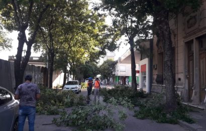 Continúan las podas en el arbolado público