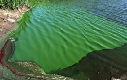 Alerta por cianobacterias en el río Paraná: piden evitar el contacto