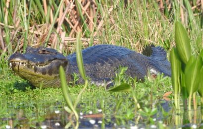 Rescatan animales autóctonos para llevarlos a otras zonas tras incendios en Corrientes