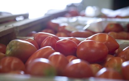 Tomate: un fruto que supera las expectativas y promete un sostenido crecimiento