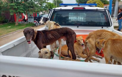 Rescatan 11 perros galgos y denunciarán a su dueño