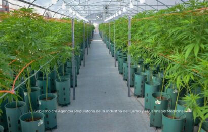 «La nueva Agencia Regulatoria del Cáñamo y Cannabis Medicinal es un punto de inflexión»