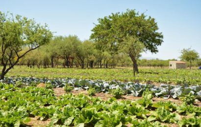 Agricultura regenerativa: una opción sostenible que aumenta productividad y reduce costos