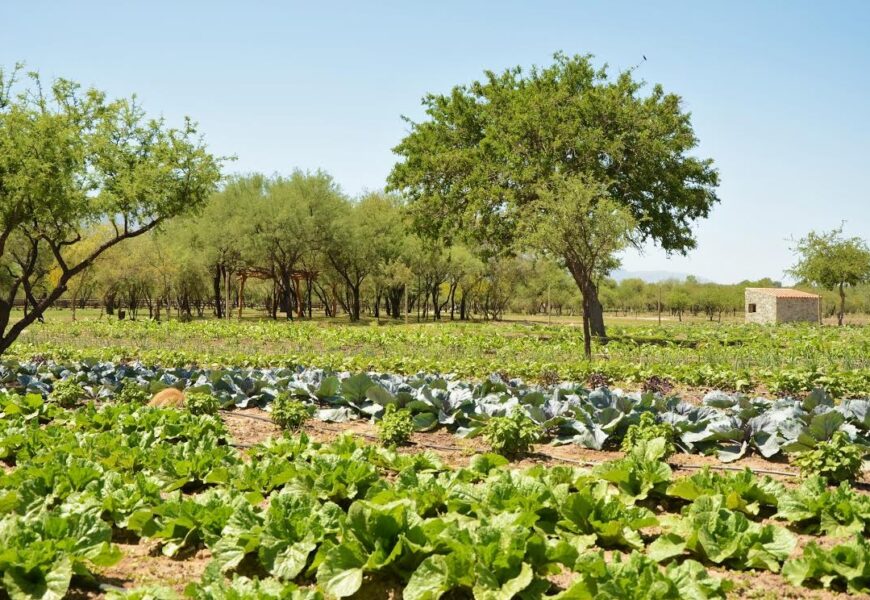 Agricultura regenerativa: una opción sostenible que aumenta productividad y reduce costos Agricultura regenerativa: una opción sostenible que aumenta productividad y reduce costos