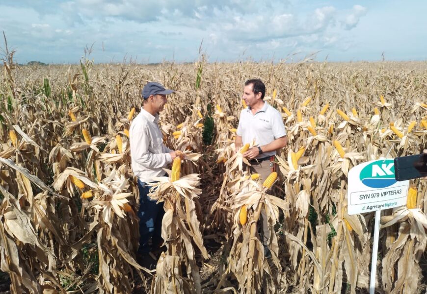 Gear y Syngenta organizaron jornada a campo sobre maíces Gear y Syngenta organizaron jornada a campo sobre maíces