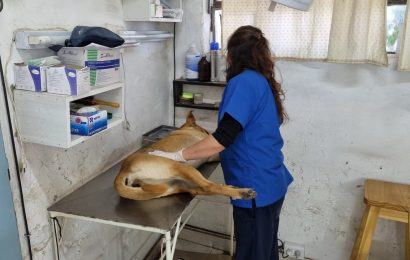 La Dirección de Bromatología Municipal te recuerda que el servicio gratuito de castración y vacunación de mascotas sigue activo