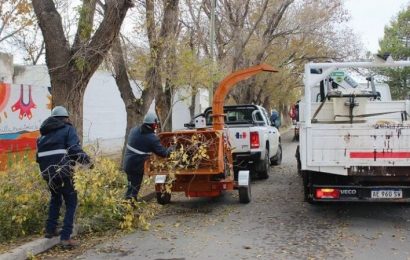 Realizan la poda del arbolado para preservar la red eléctrica