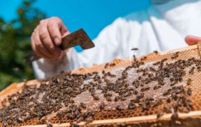 Entender el lenguaje de las abejas