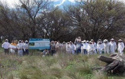 Más de una década impulsando la producción de miel