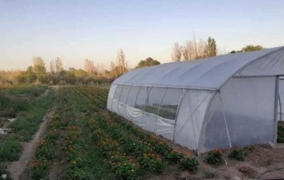 Se dedican al cultivo de hortalizas en fresco y a la producción de semillas