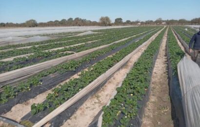 Abastecen mercados santafesinos con producción hortícola colectiva