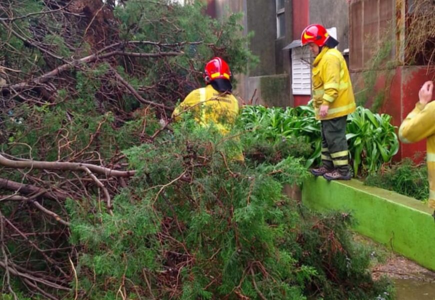 Un árbol cayó y causó destrozos en la plaza Almirante Brown Un árbol cayó y causó destrozos en la plaza Almirante Brown