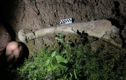 El hallazgo paleontológico de Rojas sigue trascendiendo fronteras El hallazgo paleontológico de Rojas sigue trascendiendo fronteras