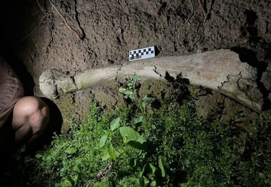 El hallazgo paleontológico de Rojas sigue trascendiendo fronteras El hallazgo paleontológico de Rojas sigue trascendiendo fronteras