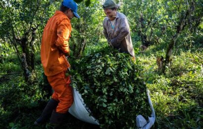 La producción yerbatera atraviesa otro período crítico La producción yerbatera atraviesa otro período crítico