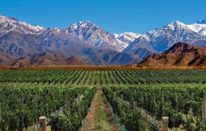 La vitivinicultura atraviesa una crisis prolongada La vitivinicultura atraviesa una crisis prolongada